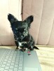 Chihuahua Dziewczynka Długowłosa Prześliczna - 11