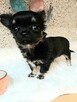 Chihuahua Dziewczynka Długowłosa Prześliczna - 6