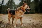 Piękny psiak Fox szuka domu! - 7