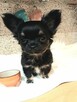 Chihuahua Dziewczynka Długowłosa Prześliczna - 4