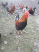 Kogutki male i duże - 5