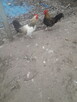 Kogutki male i duże - 2