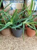 Aloe -Vera wysokość 34 cm - 2