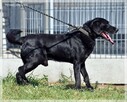 Max – wymarzony psiak w tupie labradora - 5