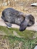 Króliki barany francuskie 3 i 4 miesięczne - 2
