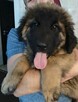 Leonberger szczeniaki - 2