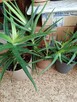 Aloe -Vera wysokość 34 cm - 3