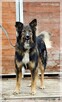 Skubi – piękny ciałem i charakterem poleca się do adopcji - 8