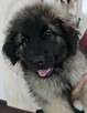 Leonberger szczeniaki - 3