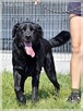 Max – wymarzony psiak w tupie labradora - 6