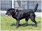 Max – wymarzony psiak w tupie labradora - 8