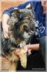 Skubi – piękny ciałem i charakterem poleca się do adopcji - 10