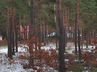 Leśno -budowlaną sprzedam - 11