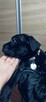 Cane corso - 4