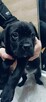 Cane corso - 2