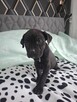 Cane corso - 6