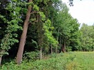 Działka leśna Sitnica gm. Biecz - 3
