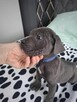 Cane corso - 9