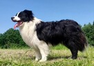 KRYCIE - Reproduktor ZKwP FCI - Border Collie
