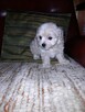Maltipoo szczeniaki - 6