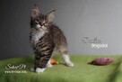Maine Coon - śliczne kocięta, rodowód WCF - 3