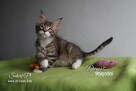 Maine Coon - śliczne kocięta, rodowód WCF - 4