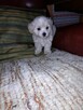 Maltipoo szczeniaki - 2