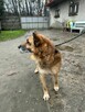 Owczarek niemiecki Butcher schronisko Zgierz -aktualne - 4
