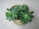 Aeonium – piękny sukulent na taras, do oranżerii lub mieszka - 2