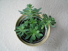 Aeonium – piękny sukulent na taras, do oranżerii lub mieszka - 3