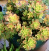 Aeonium – piękny sukulent na taras, do oranżerii lub mieszka - 8