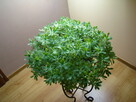Aeonium – piękny sukulent na taras, do oranżerii lub mieszka - 6