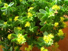Aeonium – piękny sukulent na taras, do oranżerii lub mieszka - 7