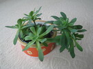 Aeonium – piękny sukulent na taras, do oranżerii lub mieszka - 4