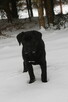 Cane corso suczka - 4