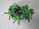 Aeonium – piękny sukulent na taras, do oranżerii lub mieszka - 5
