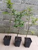 Buk zwyczajny sadzonki w doniczkach Fagus Sylvatica - 2