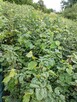 Lipa drobnolistna sadzonki w doniczkach Tilia cordata - 3