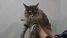 Kotka Maine Coon,18 msc. - 3