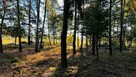 Sprzedam działkę pod wymarzony dom w otoczeniu lasu