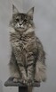 Kotka Maine Coon,18 msc. - 2