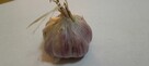 Czosnek