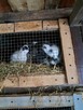 Króliki młode polecam - 5
