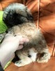 Shih tzu piesek FCI