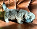 Shih tzu piesek FCI - 7