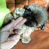 Shih tzu piesek FCI - 2