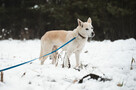 Tic historia śnieżnego psa, który już od 2012 roku marzy o - 3
