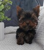 Malutki piesek yorkshire terrier - 3
