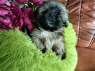 Shih tzu piesek FCI - 5