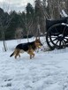 Kaśka - 10 letnia sunia w typie owczarka niemieckiego. - 3